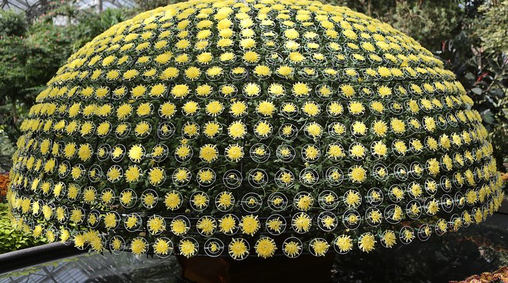 Longwood Chrysanthemum Festival