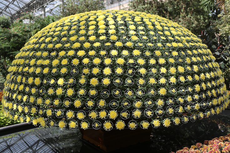Longwood Chrysanthemum Festival