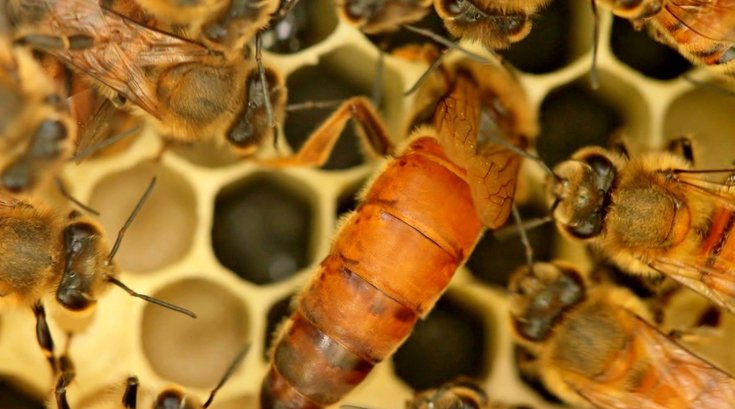 Philadelphia Beekeepers Guild Honey Festival Photo