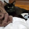 Batman black cat stolen Brookhaven