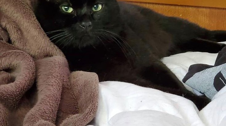 Batman black cat stolen Brookhaven