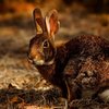 Bubonic plague China hunter rabbit