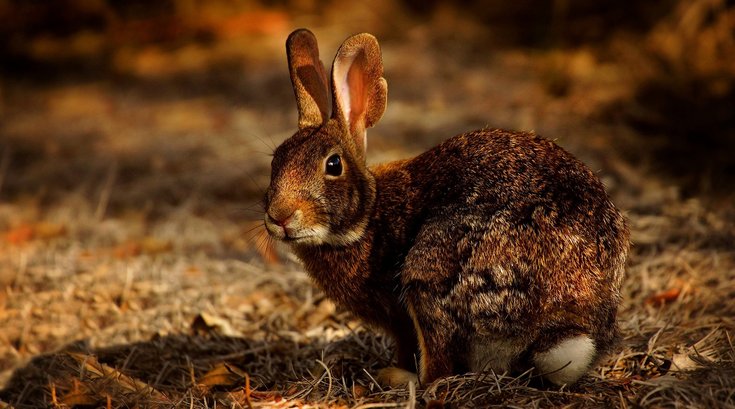 Bubonic plague China hunter rabbit