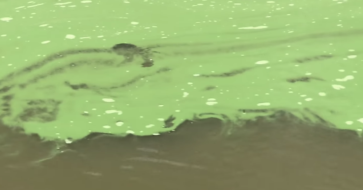 New Jersey announces plans to combat harmful algal blooms PhillyVoice