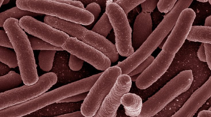 11012018_EscherichiaColi_NIAID_Wiki