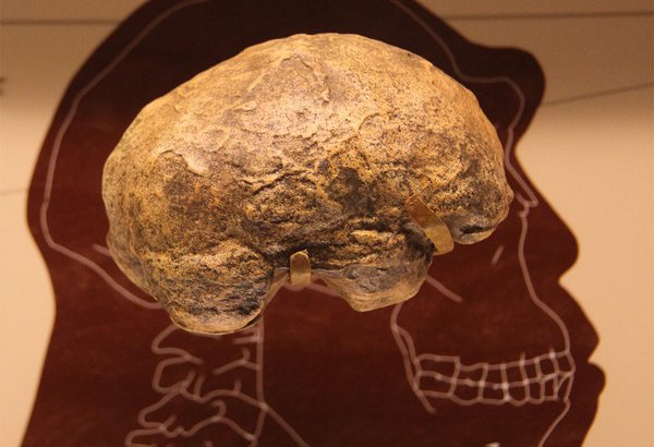 11092018_brain_homo_erectus_Flickr