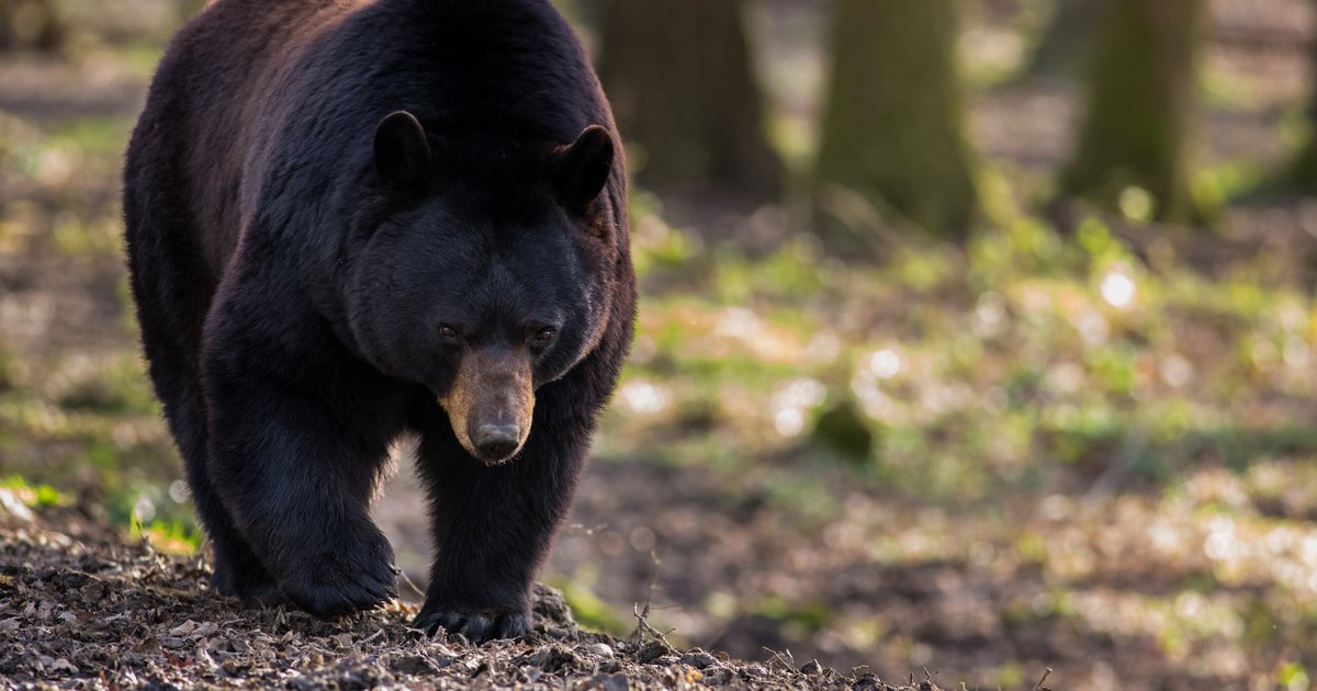 NJ hunters kill 22 black bears in state hunting event