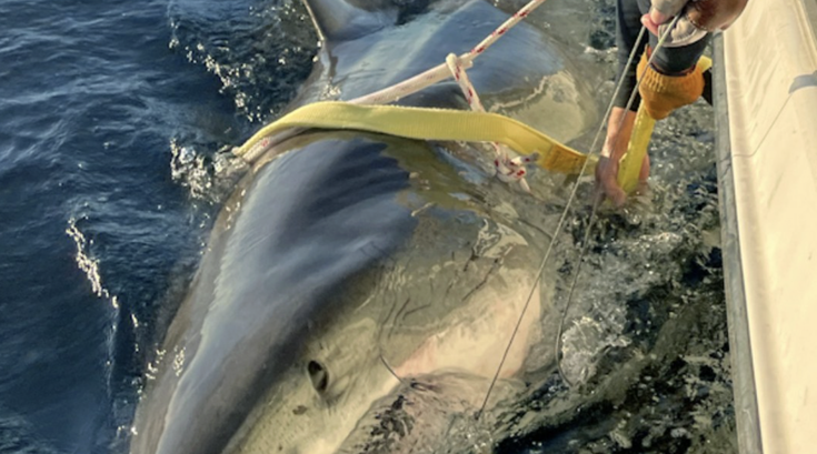 Great White Shark NJ