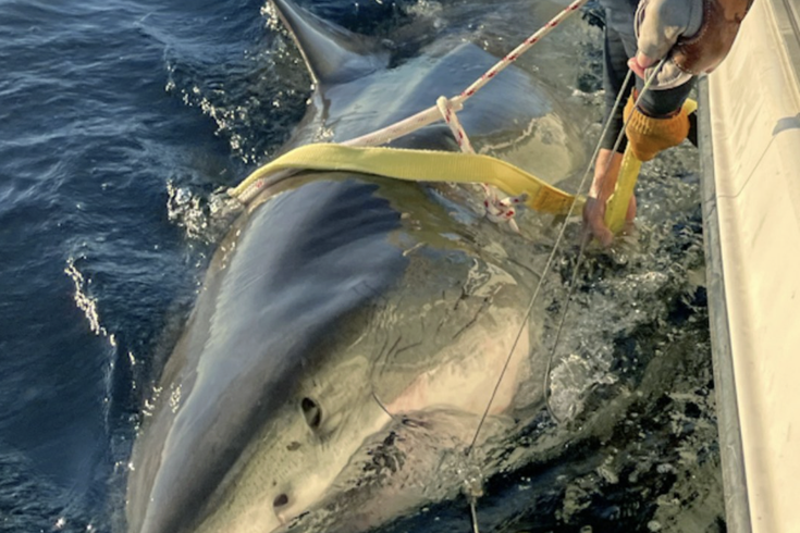 Great White Shark NJ