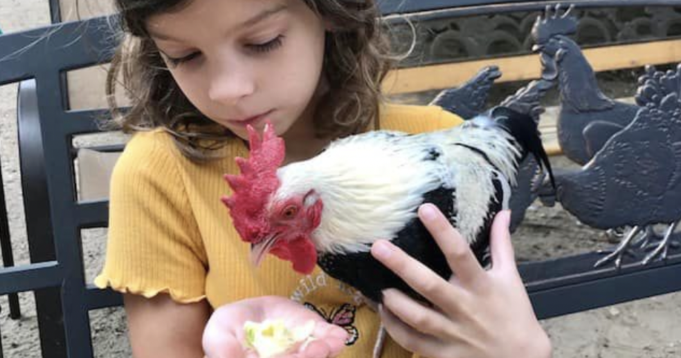 South Jersey's Funny Farm Rescue offers 1,800 reward for missing