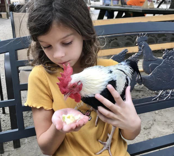 Squiggy Rooster Missing New Jersey