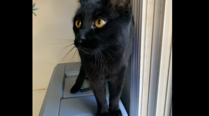 Microchip Missing Cat Pennsylvania