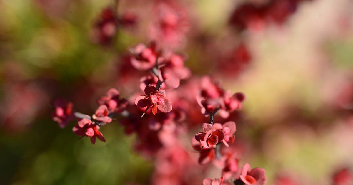 Pennsylvania bans sales of popular landscaping plant Japanese Barberry due to adverse environmental impact