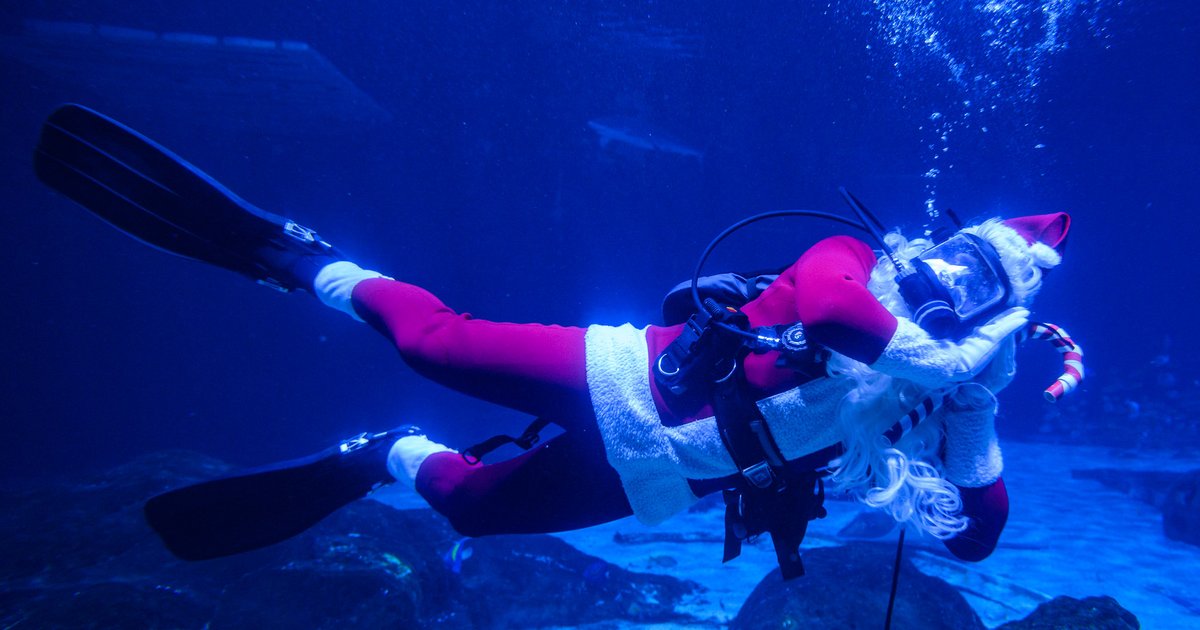 Adventure Aquarium's holiday event to feature world's tallest underwater Christmas tree - Vimarsana News