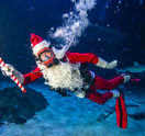 adventure aquarium christmas underwater