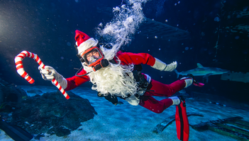 adventure aquarium christmas underwater