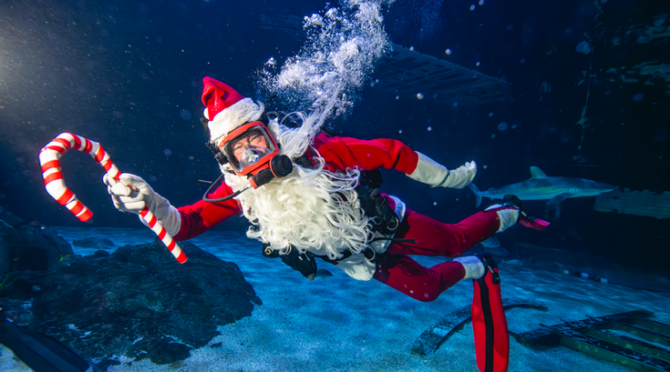 adventure aquarium christmas underwater