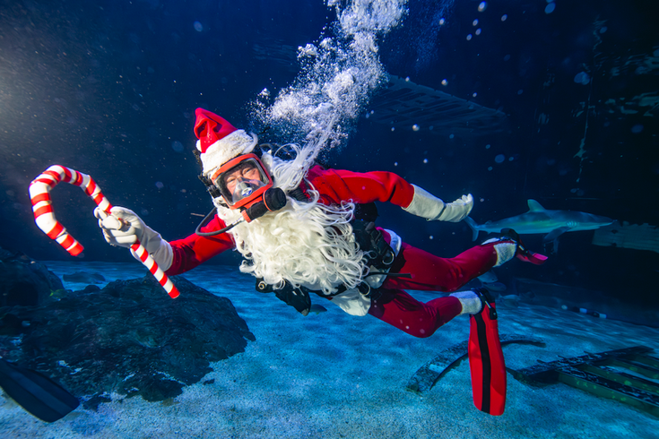 adventure aquarium christmas underwater