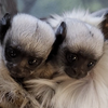 Pied Tamarin Babies