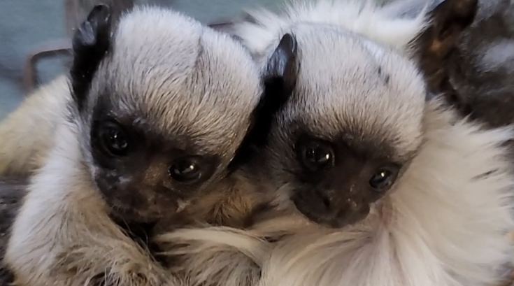 Pied Tamarin Babies
