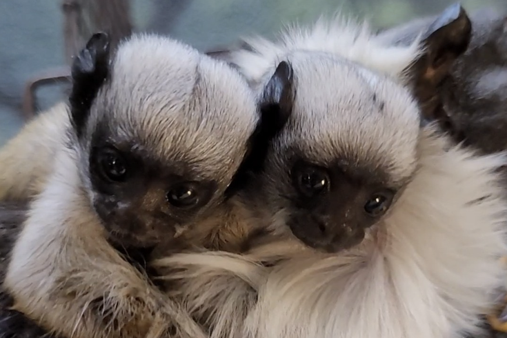 Pied Tamarin Babies