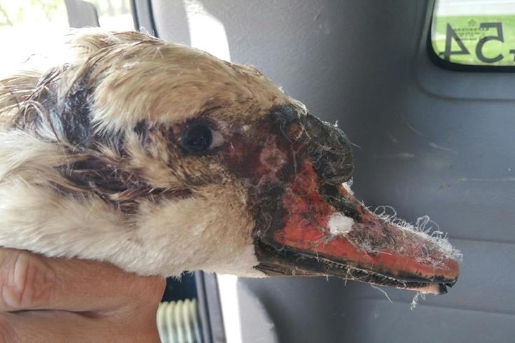 Swan found 'burned' in New Jersey state park