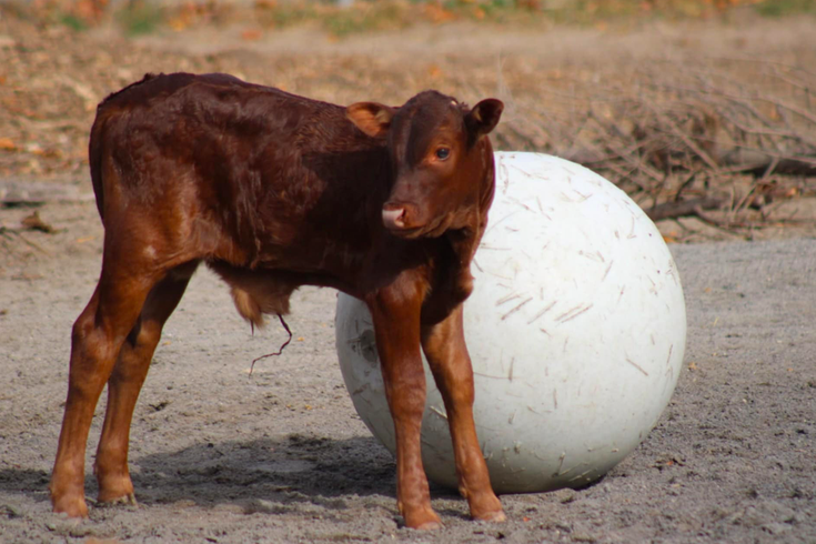 ankole-watusi calf cape may zoo