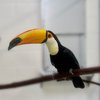 Cape May County zoo toucans