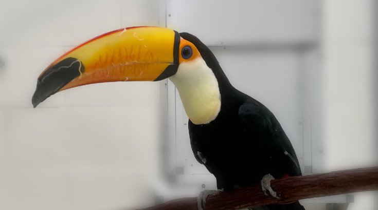 Cape May County zoo toucans