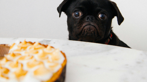 thanksgiving pet safety