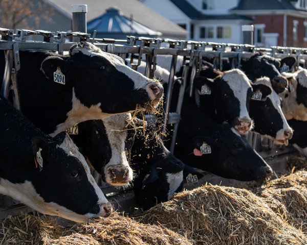 Pennsylvania avian flu