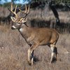 Deer Hunter Killed Pennsylvania