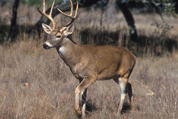 Deer Hunter Killed Pennsylvania