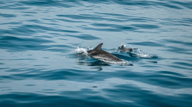 Dolphin New Jersey