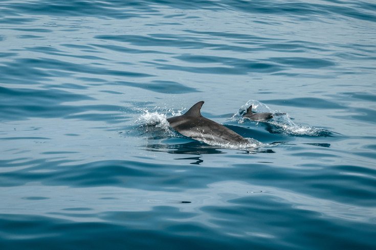 Dolphin New Jersey