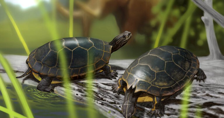 Fossil of 'horned' turtle species discovered at five-million-year-old site in Tennessee - Vimarsana News