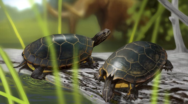 New Turtle Species