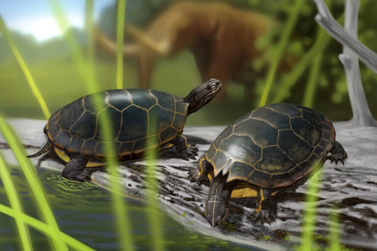 New Turtle Species