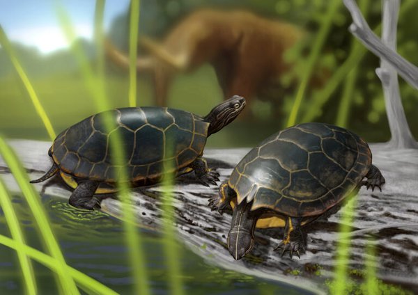 New Turtle Species