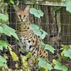 Serval Cats Escape