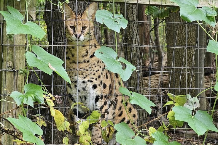 Serval Cats Escape