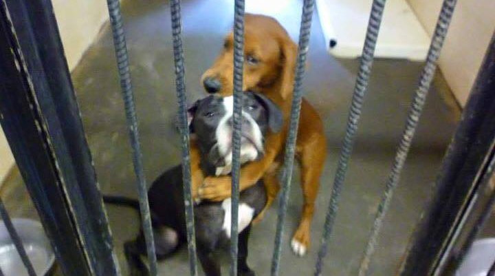 07222015_HuggingDogs