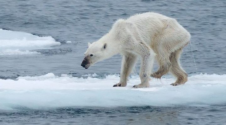 Viral Polar Bear Photo