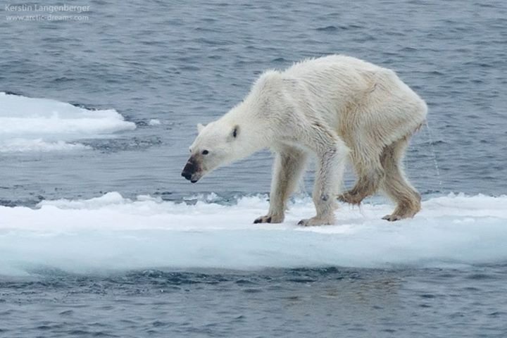 Viral Polar Bear Photo