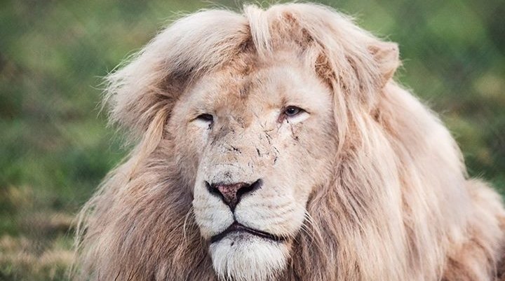 Prince the lion