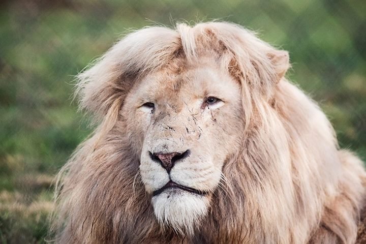 Prince the lion