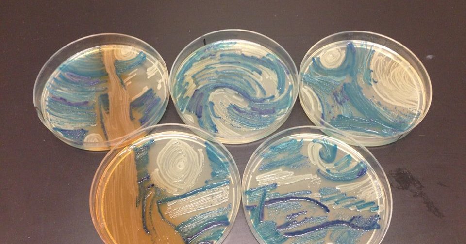 Microbiologist recreates 'Starry Night' with bacteria in petri dish