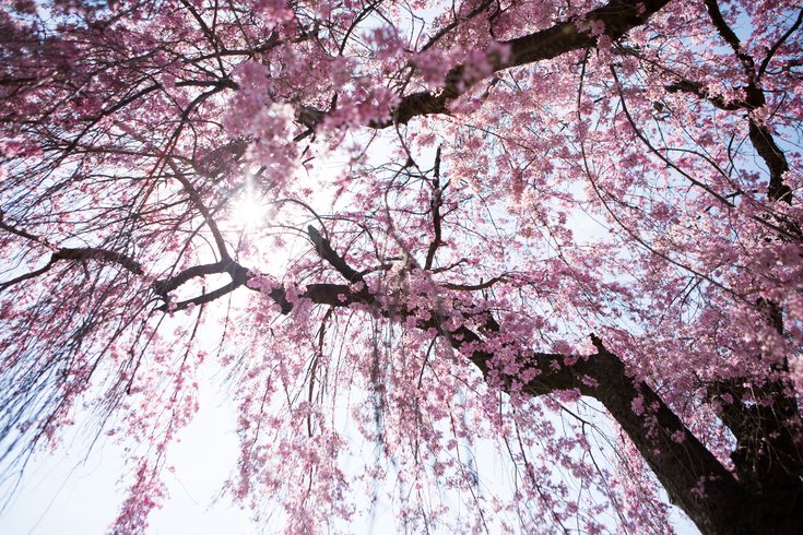 16 Cherry Blossoms Facts - Cherry Blossoms and Blossom Tree Trivia