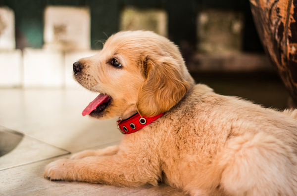 Pet store puppies outbreak infection