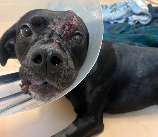 dog shot pspca